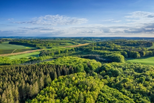 Aerial,View,Of,Pine,Forests,In,Denmark,On,A,Cloudy