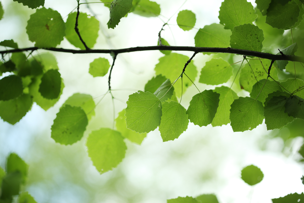 Beautiful,Green,Birch,Leaves,Over,Blurred,Background.,Shallow,Dof.